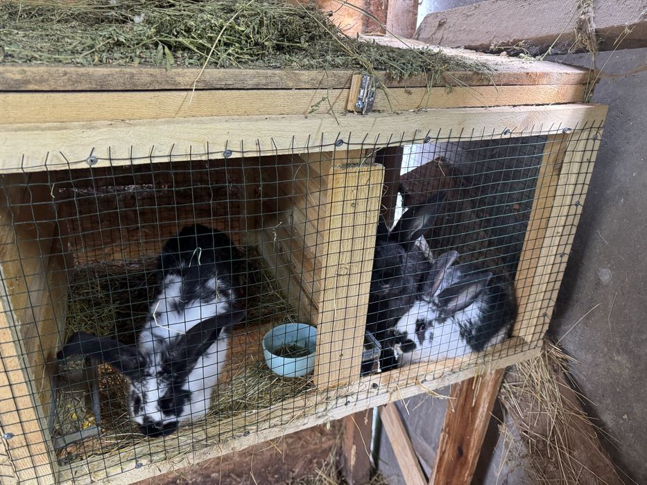 Зайци  за гледане и клане