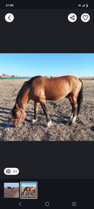 Еркек тай мұғалжар