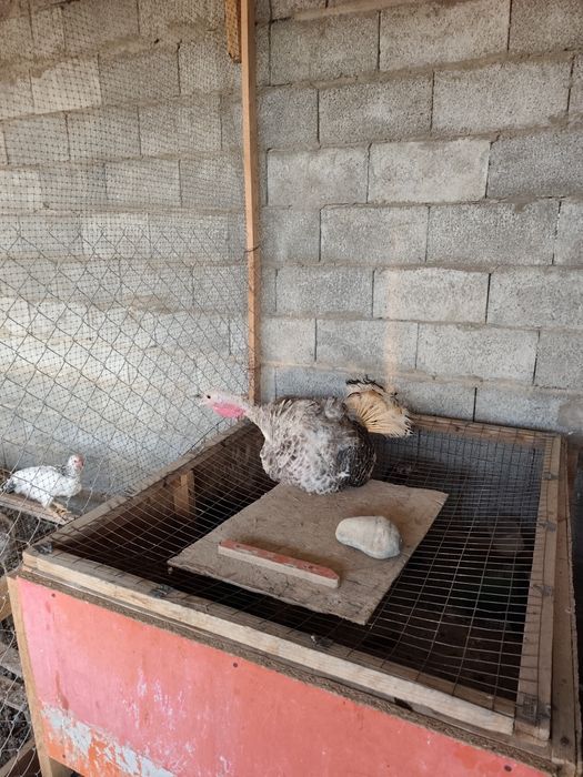 Индюшки только самки 5 шт