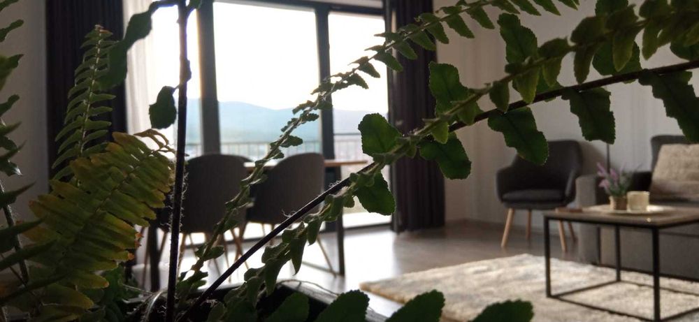 Apartament de închiriat