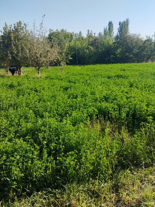 Bostonliq tumanida yer sotiladi