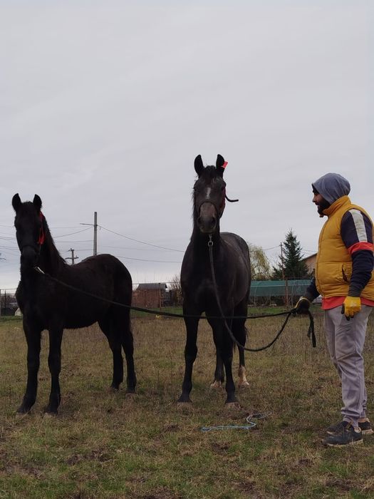 De vânzare mânz Metis de friz cu lipițan în vârstă de 1 an și 8 luni