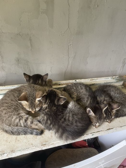 Donez pui de pisică !
