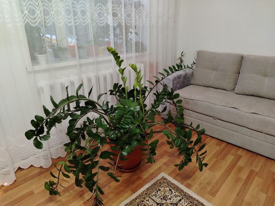 Цветок замиокулькас