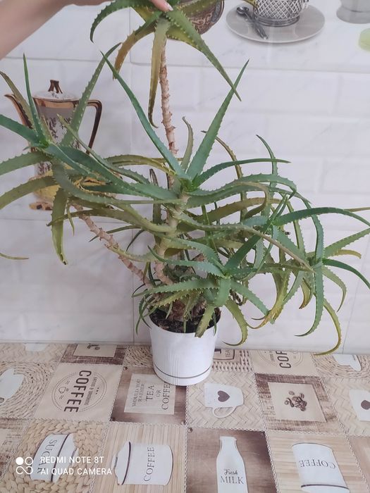 Алоэ древовидный