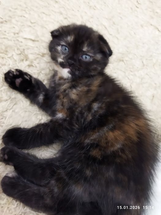 Продается шотландский котёнок