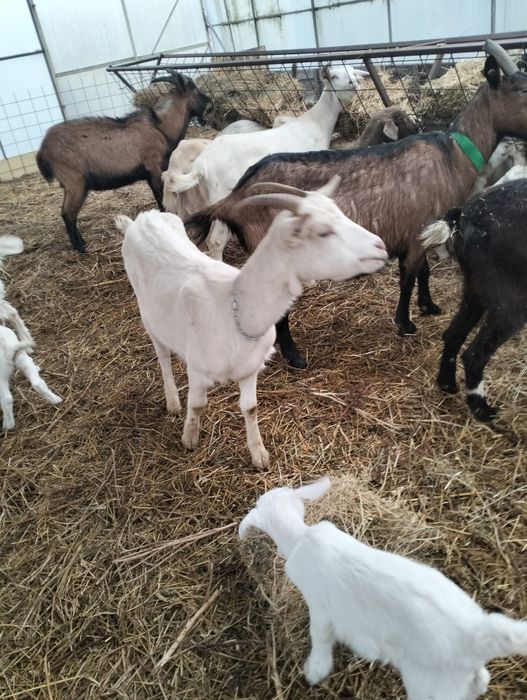 Vând capre originale