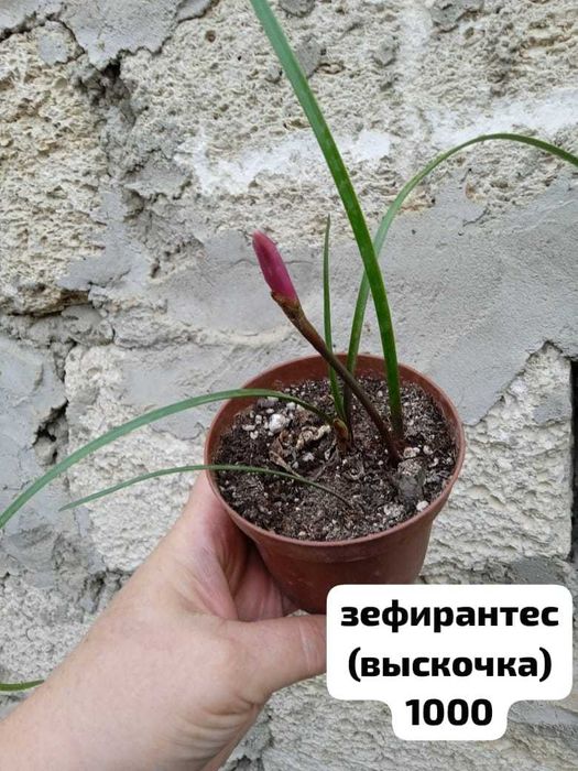продам домашние растения