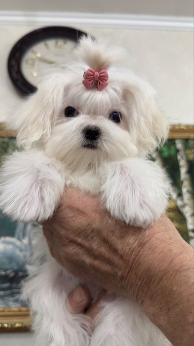 Супер малышка мини мальтезе,беби фейс