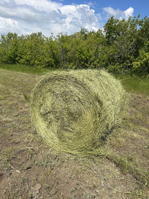 Продам сено житняк