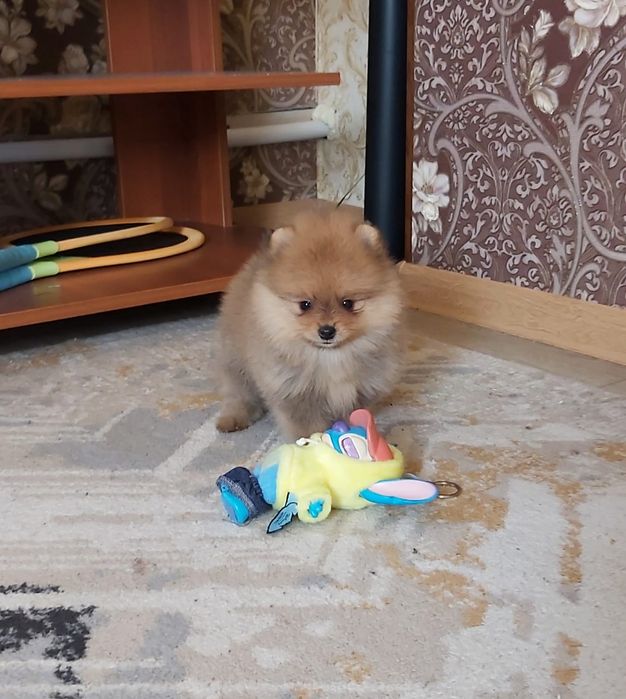 Шпицы мальчики готовы к переезду