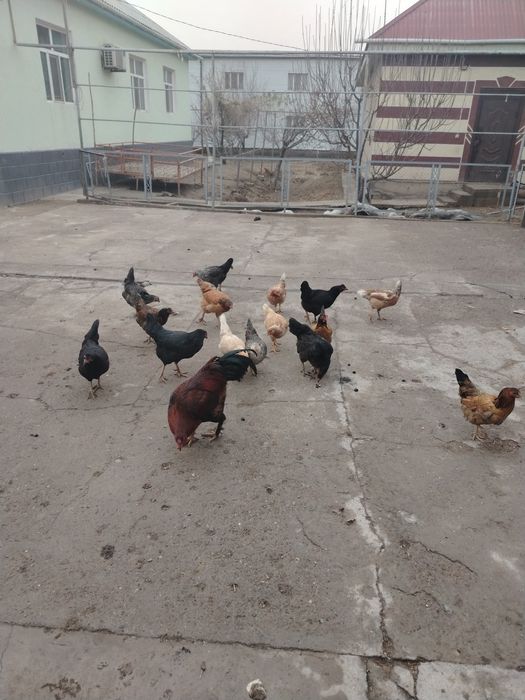 Тауықтар сатылады