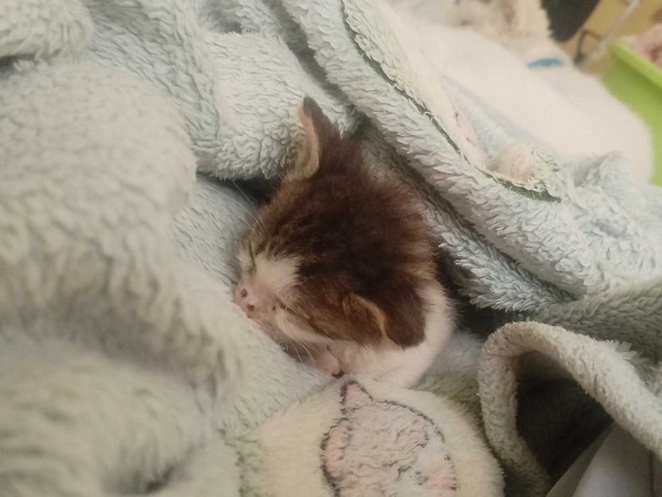 Подарявам котенце женско