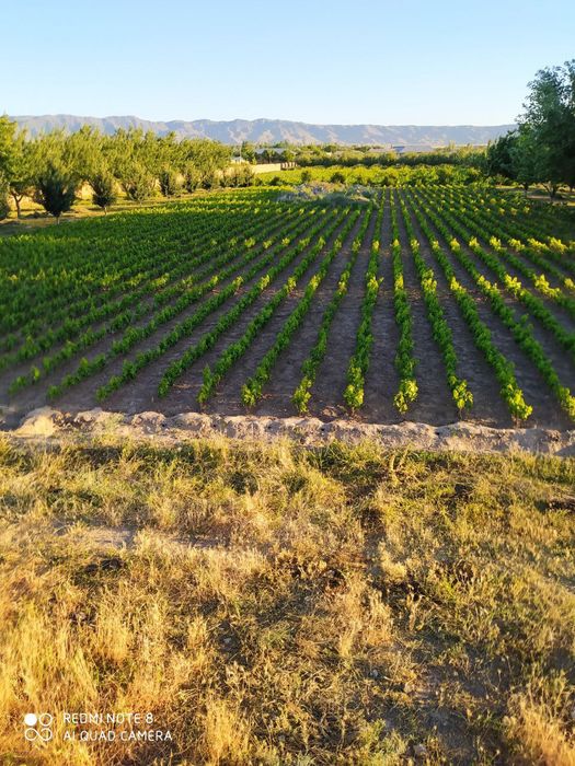 Tok ko'chatlar bor.100% ishonchli