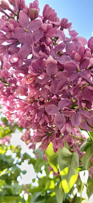 Сирень  свежая...