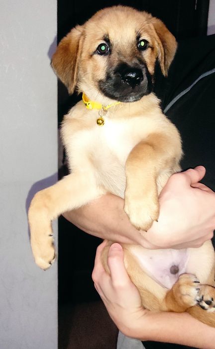 Щенок собака бесплатно