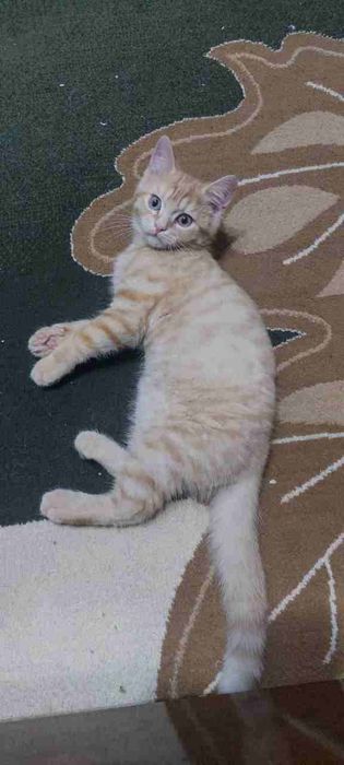 Мушукча сотилади 1 дона