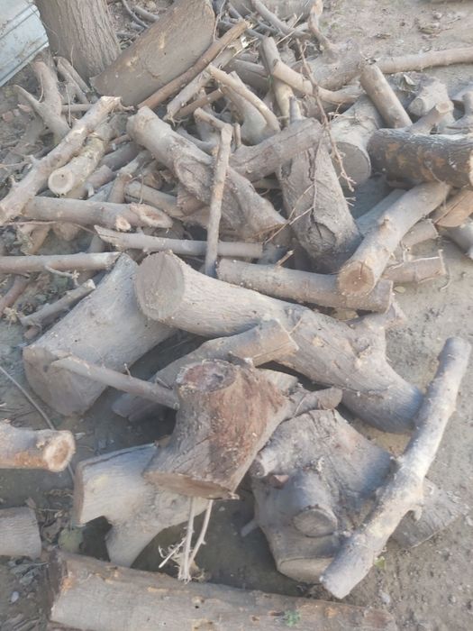 Отын бар тут өрік шие ағашының