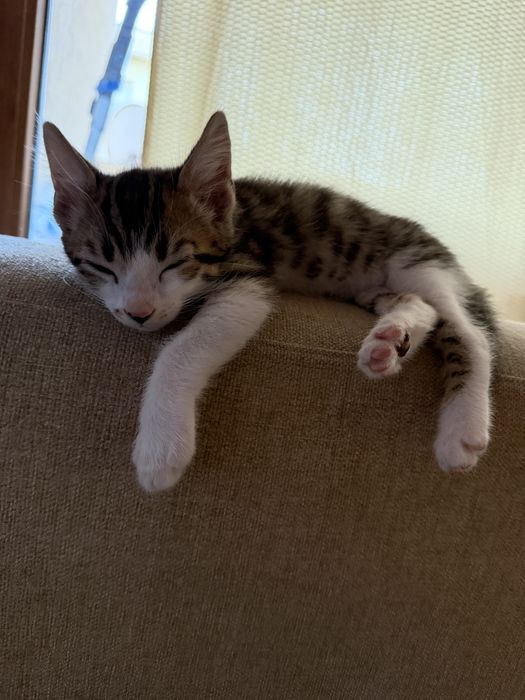 Бенгалски котенца
