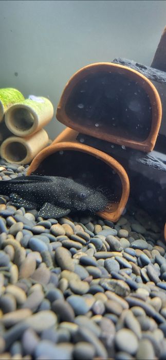 Номерной сом 181