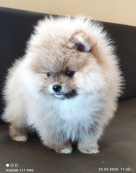 Померан, померанче