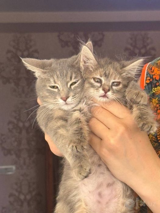 Кошки девочки ласковые