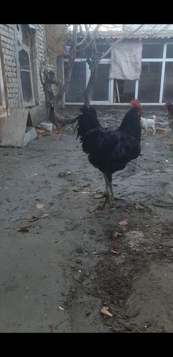 Жерси гигант жужа хуроз сотилади 500 минг