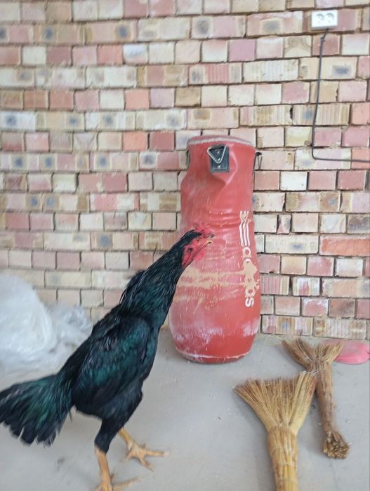 dakan xo'roz sotiladi