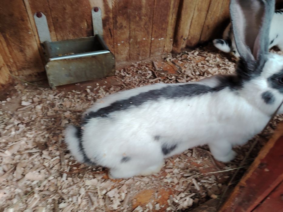 Iepuri fluture german