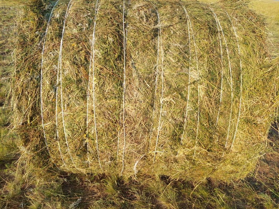 Шөп сатылады сапасы жақсы