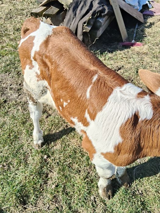 Vând.  Vițel.  Baltat