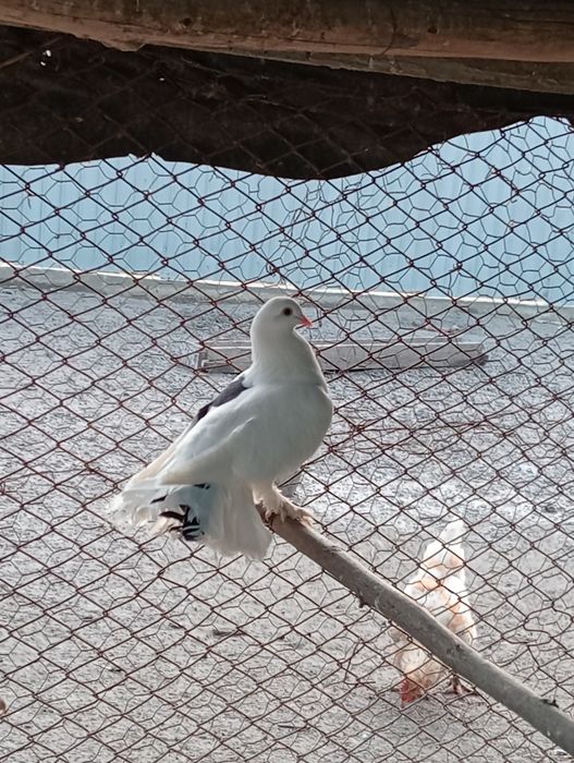 Vând femelă de voltat