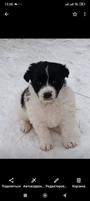 Отдам щенка в добрые руки