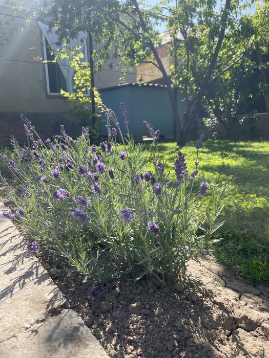 Лаванда сиреневая