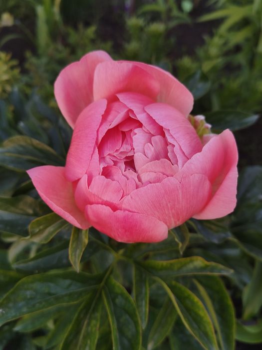 Пион Cоral charm (кустик 4 г)