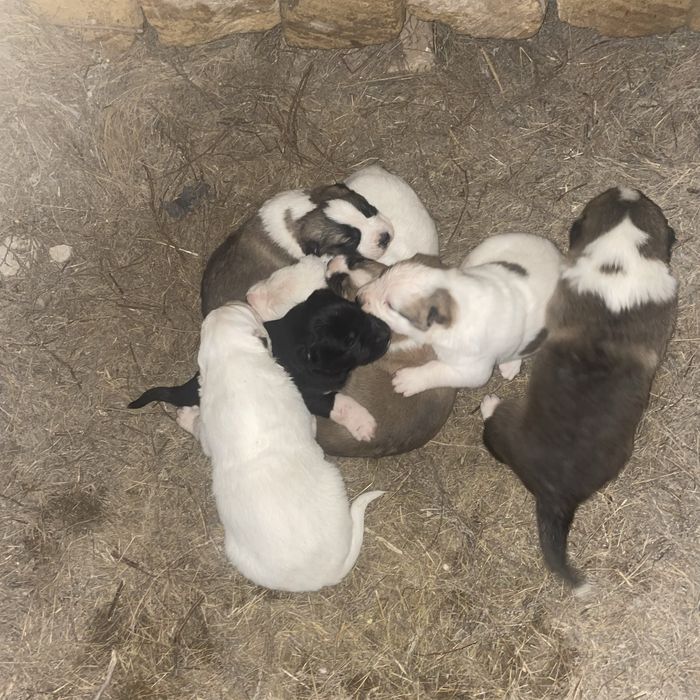 Алабай күшіктер сатылады