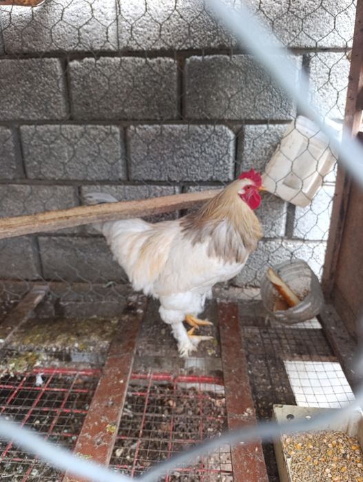 Продам брама путух молодой