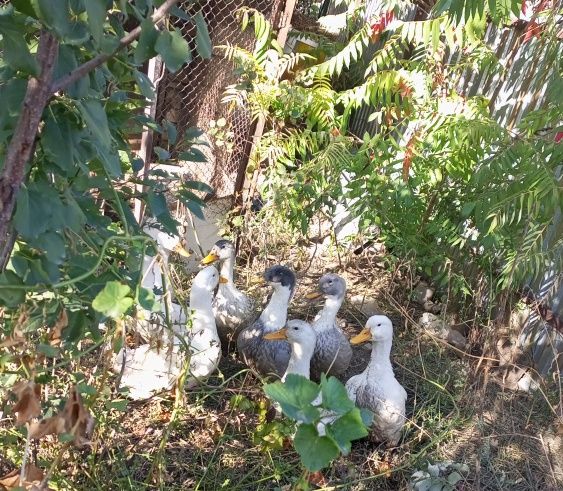 Продам уток пекинки, голубой фаворит, башкирки