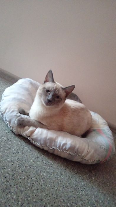 Отдам кота в хорошие руки