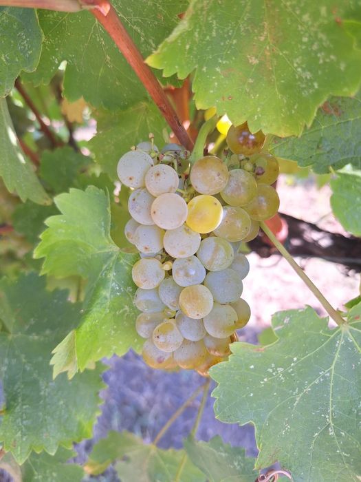 Struguri de vin direct de la producator