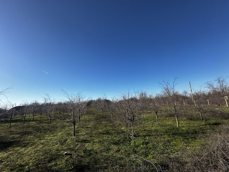 Овощна градина от вишни / 2дка