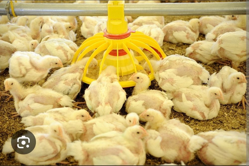 Курица бройлерные