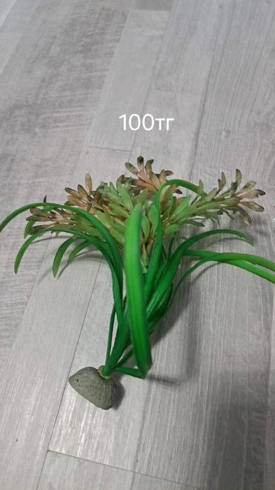 Камешки водоросли для аквариума