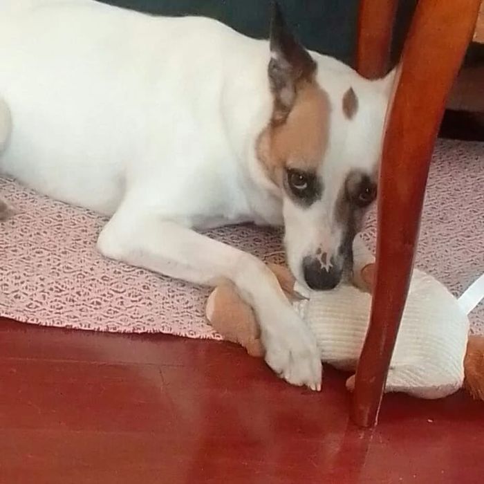 Зооняня-догситтер