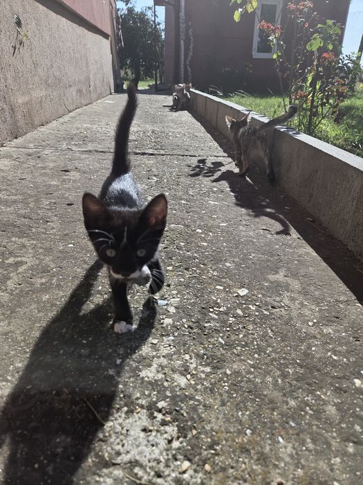 Donez pisicute adorabile