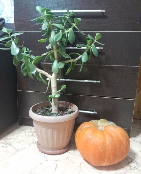 Цветы комнатные для вашего уюта