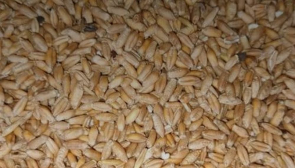 Grâu de vânzare, 45 lei sacul de duble, un sac are 45 de kg, nr:0749972047