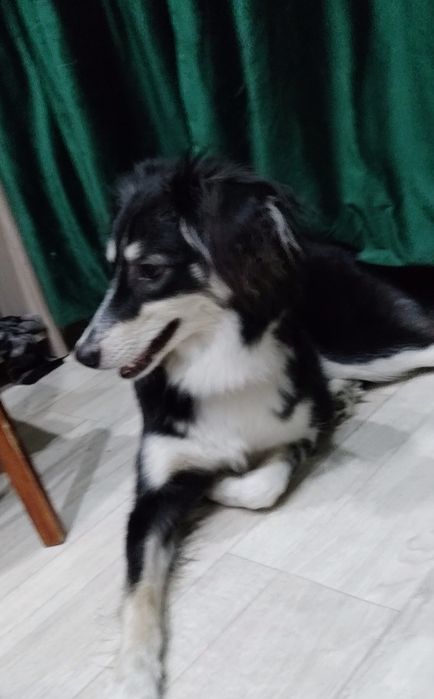 Джеси, стерелизованная, привита