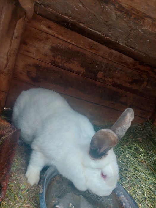 Vând iepurițe Urias German și Californiene