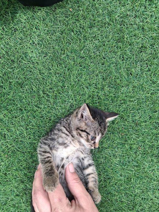 Отдам в добрые руки котят